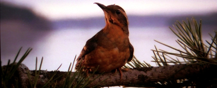 En peligro la tercera temporada de Twin Peaks